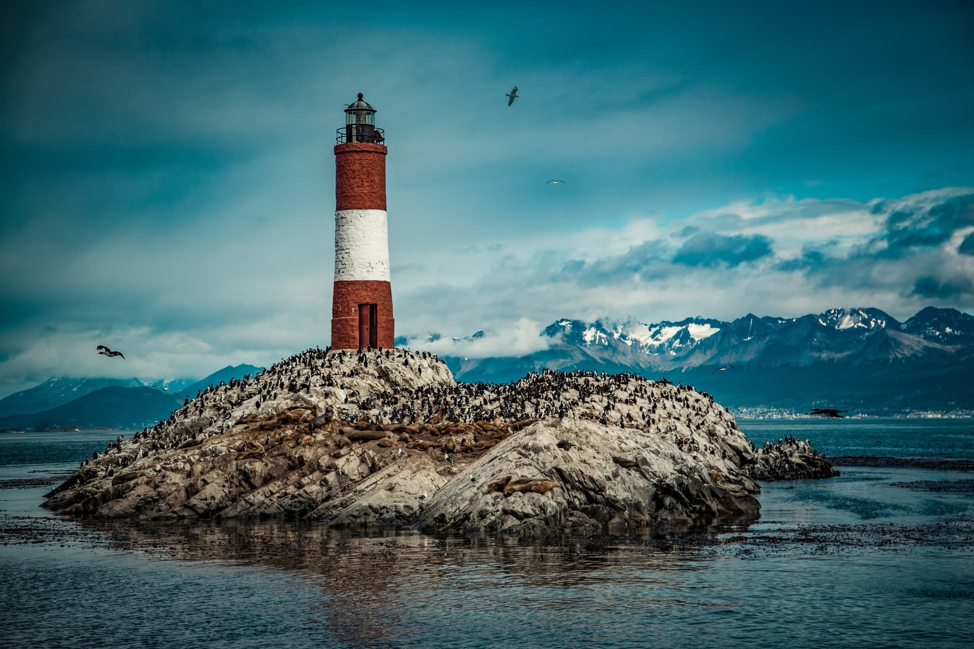 A red-and-white lighthouse on a rocky islet covered in seabirds, with snowy mountains behind, seen from a boat.